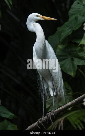 Des profils Grande Aigrette (Ardea alba egretta) en plumage nuptial, standing​ sur une branche avec Montrichardia linifera et mangrove Euterpe oleracea les feuilles de palmier Banque D'Images