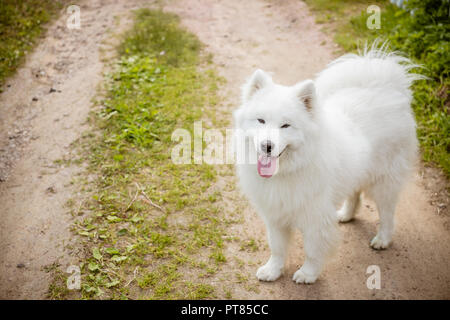 Mignon blanc moelleux langue samoyède chien dans le sentier du parc ,toilettage de chiens.Samoyède chien marche sur l'herbe. À propos des soins concept pet.Copy space.Samoyède chien marcher sur la prairie Banque D'Images