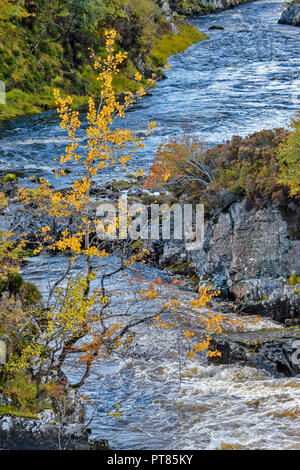 KIRKAIG SUILVEN ET RIVIÈRE SUTHERLAND ECOSSE TREMBLE POPULUS AVEC FEUILLES JAUNES AU-DESSUS DE L'EAU CROISSANTE Banque D'Images