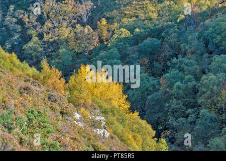 KIRKAIG SUILVEN ET RIVIÈRE SUTHERLAND EN ÉCOSSE LE DÉBUT DU SENTIER D'AUTOMNE AVEC LES FEUILLES DES ARBRES DE PEUPLIER POPULUS AU-DESSUS DE LA RIVIÈRE Banque D'Images