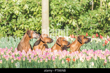 Chiens entre les tulipes, les jardins de Keukenhof, Lisse, Pays-Bas Banque D'Images