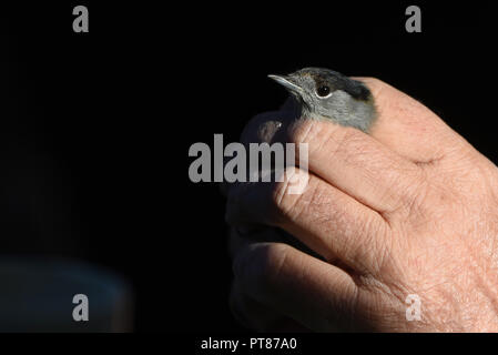 Soria, Espagne. 07Th Oct, 2018. Un spécimen de Eurasian blackcap (Sylvia atricapilla) est visible pendant la journée d'oiseaux dans la région de Soria, au nord de l'Espagne. Les oiseaux capturés sont bordés par les ornithologues et libérés après avoir été sonné, la sonnerie d'oiseaux migrateurs fournit des informations sur l'espérance de vie, les comportements migratoires, d'alimentation et de reproduction. Credit : Jorge Sanz/Pacific Press/Alamy Live News Banque D'Images