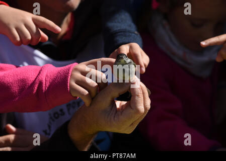 Soria, Espagne. 07Th Oct, 2018. L'enfant caresse un spécimen de l'Eurasian blackcap (Sylvia atricapilla) lors de la journée d'oiseaux dans la région de Soria, au nord de l'Espagne. Les oiseaux capturés sont bordés par les ornithologues et libérés après avoir été sonné, la sonnerie d'oiseaux migrateurs fournit des informations sur l'espérance de vie, les comportements migratoires, d'alimentation et de reproduction. Credit : Jorge Sanz/Pacific Press/Alamy Live News Banque D'Images