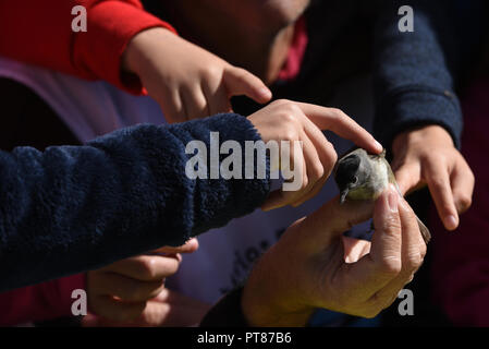 Soria, Espagne. 07Th Oct, 2018. L'enfant caresse un spécimen de l'Eurasian blackcap (Sylvia atricapilla) lors de la journée d'oiseaux dans la région de Soria, au nord de l'Espagne. Les oiseaux capturés sont bordés par les ornithologues et libérés après avoir été sonné, la sonnerie d'oiseaux migrateurs fournit des informations sur l'espérance de vie, les comportements migratoires, d'alimentation et de reproduction. Credit : Jorge Sanz/Pacific Press/Alamy Live News Banque D'Images