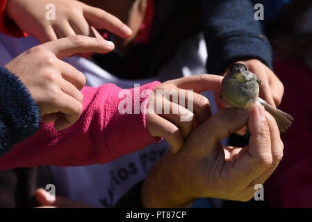 Soria, Espagne. 07Th Oct, 2018. L'enfant caresse un spécimen de l'Eurasian blackcap (Sylvia atricapilla) lors de la journée d'oiseaux dans la région de Soria, au nord de l'Espagne. Les oiseaux capturés sont bordés par les ornithologues et libérés après avoir été sonné, la sonnerie d'oiseaux migrateurs fournit des informations sur l'espérance de vie, les comportements migratoires, d'alimentation et de reproduction. Credit : Jorge Sanz/Pacific Press/Alamy Live News Banque D'Images