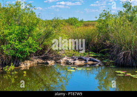 Les bains de soleil dans le parc national des Everglades Alligator Floride USA Banque D'Images