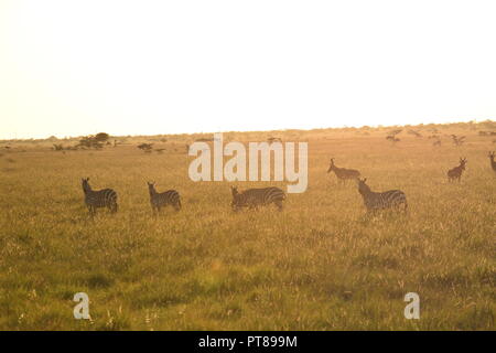 Coucher du soleil doré dans la savane du comté de Laikipia, Kenya, Afrique. Zebra d'itinérance et des bubales. Banque D'Images