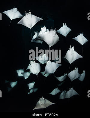 School of Mobula Rayons X se régalant de plancton dans la nuit, La Paz, Baja California Sur, Mexique Banque D'Images