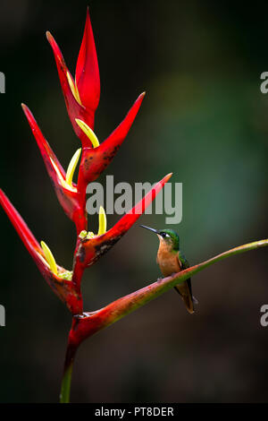 Un rubis brésilien Heliconia perché sur une fleur dans la Forêt Tropicale Atlantique Banque D'Images