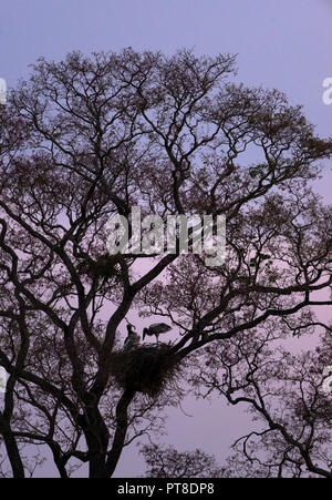 Jabiru au nid sur un arbre dans le Pantanal durant la saison sèche Banque D'Images