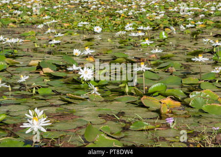 Étang de nénuphars Banque D'Images