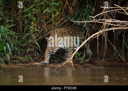 Une Jaguar sauvage d'Amérique du Pantanal, Brésil Banque D'Images