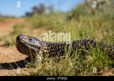 Retour de galets Tiliqua rugosa (Lézard) sur plaine du Nullarbor Australie Occidentale Banque D'Images