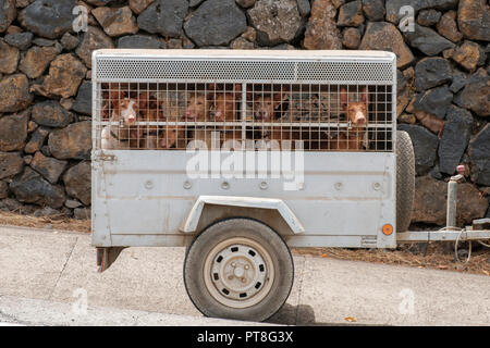 Les chiens de chasse à courre dans transportaation, cage transport - Banque D'Images