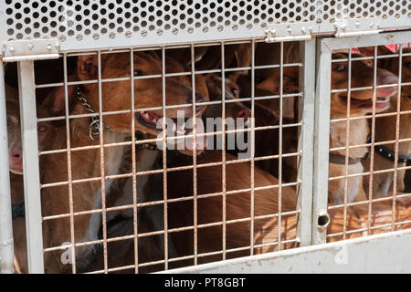 Les chiens de chasse en cage, Canaries hounds, Warren canarien hounds Banque D'Images