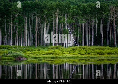 Une courte randonnée sur le sentier des Hauteurs Willow révèle un magnifique étang de castors avec un bosquet d'arbres de bouleau tremble sur un côté. L'étang, lorsque le calme, fait un p Banque D'Images