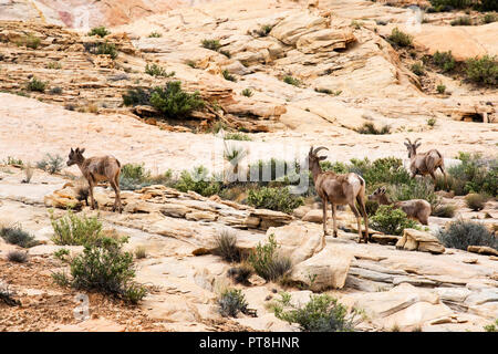Désert Mouflons à scenic Valley of Fire State Park près de Las Vegas, Nevada Banque D'Images