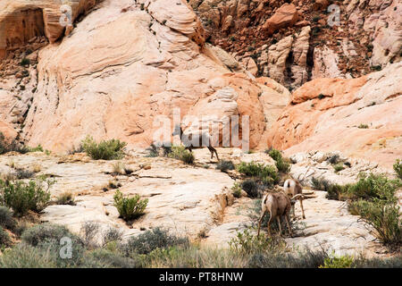 Désert Mouflons à scenic Valley of Fire State Park près de Las Vegas, Nevada Banque D'Images