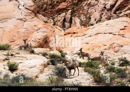 Désert Mouflons à scenic Valley of Fire State Park près de Las Vegas, Nevada Banque D'Images