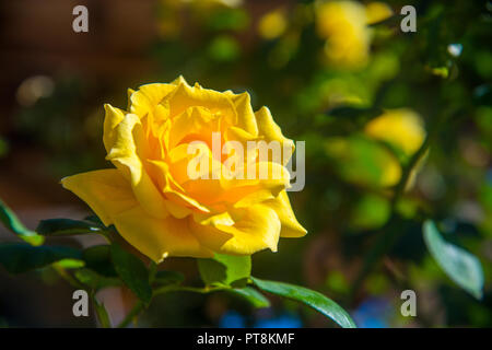 Rose jaune. Banque D'Images