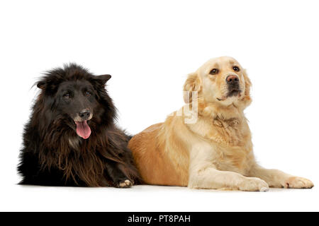 Portrait d'une adorable Berger Belge et un dog couché sur fond blanc. Banque D'Images
