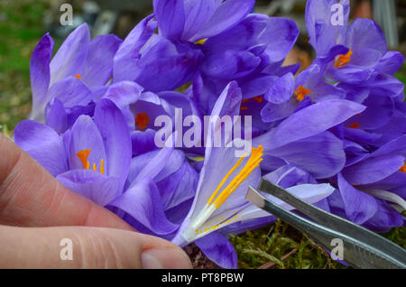 Le Safran ou Crocus sativus, plan rapproché sur ramasser des étamines épicé et d'un pilon dans un tas de fleurs de safran en attente dans un processus de production d'épices Banque D'Images