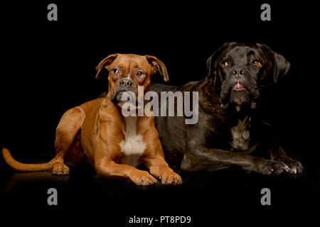 Portrait d'une adorable chien Boxer et un cane corso couché sur fond noir. Banque D'Images