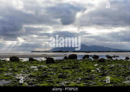 Algues vertes sur la plage rocheuse avec des montagnes de Mourne derrière et rayons de soleil sur la mer. Rossglass Beach, comté de Down, Irlande du Nord. Banque D'Images