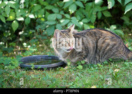 Les jeunes gris et blanc à rayures Central European shorthair cat l'alcool à l'birdbath Banque D'Images