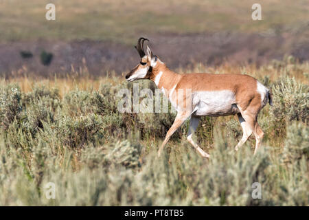 L'antilope mâle tournant à travers les buissons de sauge, WY Banque D'Images