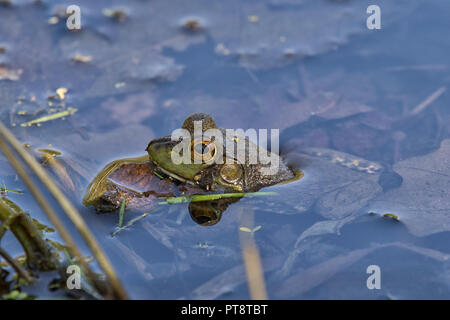 American Bullfrog se cacher dans l'eau, Iowa, États-Unis Banque D'Images