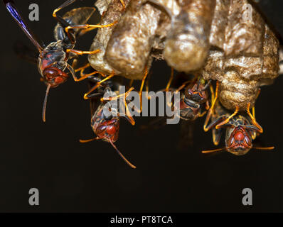 Les guêpes de papier, Polistes annularis, pondent des œufs à l'immeuble nid, Iowa, États-Unis Banque D'Images