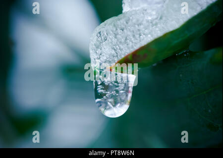 L'eau non gelée goutte tombant d'une feuille en hiver Banque D'Images