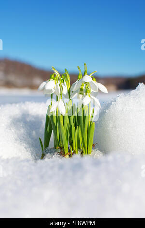 Perce-neige s'élevant de la neige et de glace pour annoncer le printemps Banque D'Images