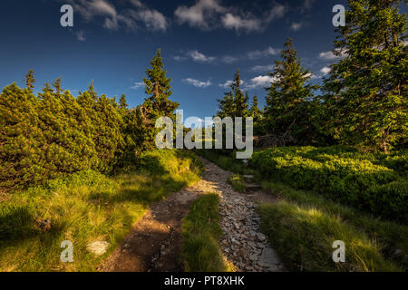 Rocky path étroit dans la forêt verte de Serak à Velky Keprnik, Jeseniky République Tchèque Banque D'Images