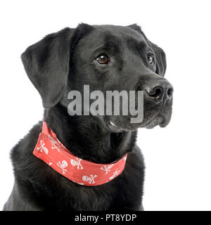 Portrait d'un adorable dog portant un foulard rouge avec des crânes, studio shot, isolé sur blanc. Banque D'Images