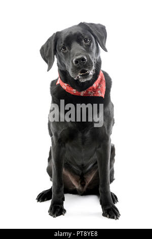 Portrait d'une adorable dog portant un foulard rouge avec des crânes, isolé sur blanc. Banque D'Images