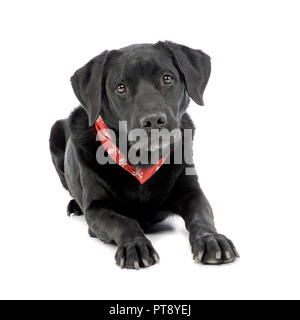 Portrait d'une adorable dog portant un foulard rouge avec des crânes, isolé sur blanc. Banque D'Images