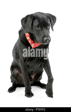 Portrait d'une adorable dog portant un foulard rouge avec des crânes, isolé sur blanc. Banque D'Images