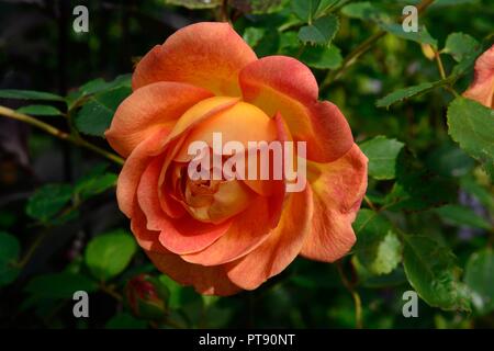 Rose rose fleur Dame de Shalott Banque D'Images