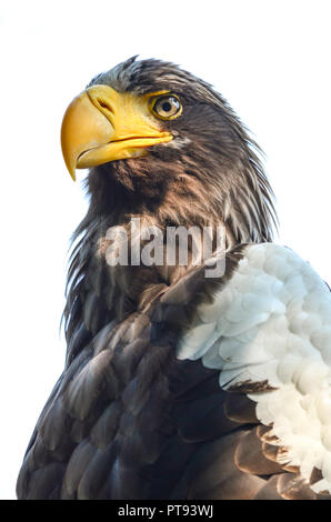 Vue rapprochée de l'Est de l'aigle impérial Aquila heliaca ou Banque D'Images