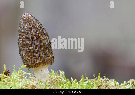 Morchella Conica Morille noire ou dans une mousse, contre l'arrière-plan flou gris Banque D'Images