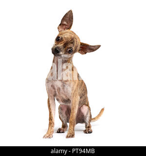 Portrait d'une adorable Chihuahua poil court assis sur fond blanc. Banque D'Images