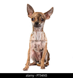 Portrait d'une adorable Chihuahua poil court assis sur fond blanc. Banque D'Images
