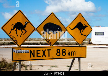 Avertissement Des panneaux routiers de la faune sur la route au Roadhouse Nullarbor Australie du Sud Banque D'Images