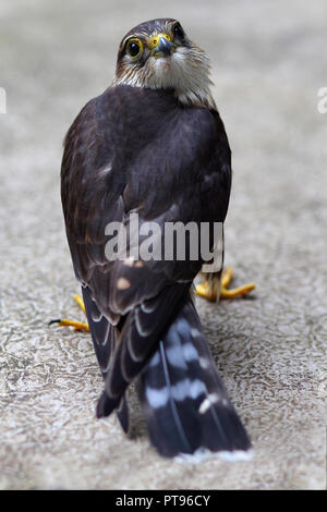 Plein développement, homme, le faucon pèlerin (Falco peregrinus). Photo taken in Kingston, Ontario, CA. Banque D'Images