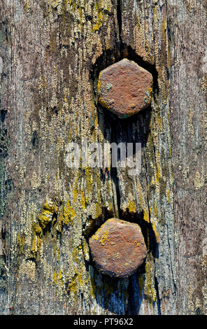 Milieux et de textures : deux vis rouillée dans old weathered planche en bois Banque D'Images