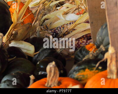 Courge poivrée, citrouilles et le maïs alignés sur une table du marché agricole Banque D'Images