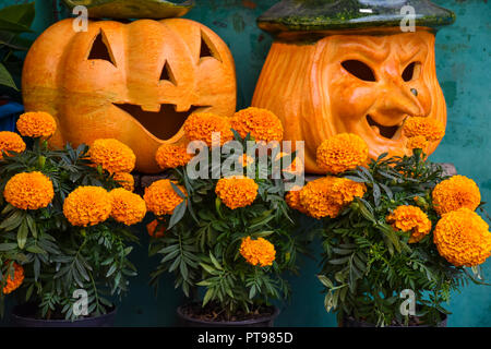 Fond d'Halloween pumpkins et orange fleurs Banque D'Images
