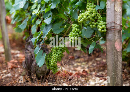 Grappe de raisin vert se développe, la culture du raisin, l'arrière-plan, de l'espace pour le texte Banque D'Images